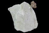 Bargain, Enrolled Paciphacops Trilobite - Oklahoma #95913-1